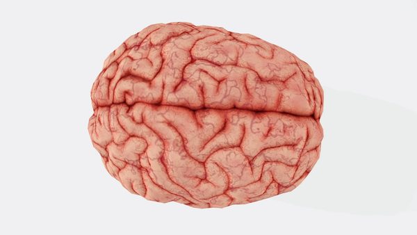 Repeated head trauma causes neuron loss and inflammation in young athletes
